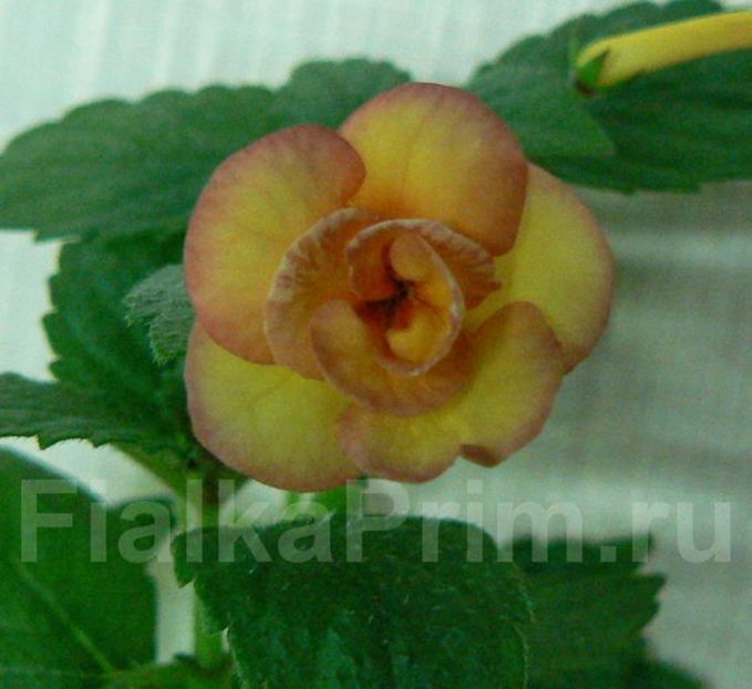 PEACH ORCHARD - ACHIMENES 2018 si alte FLORI