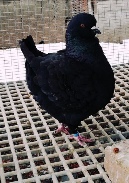 Femela 2018 - MATCĂ KING 2019