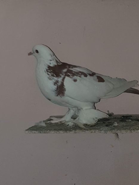 received_629423780808983 - Voiajor unguresti doici pentru gusati