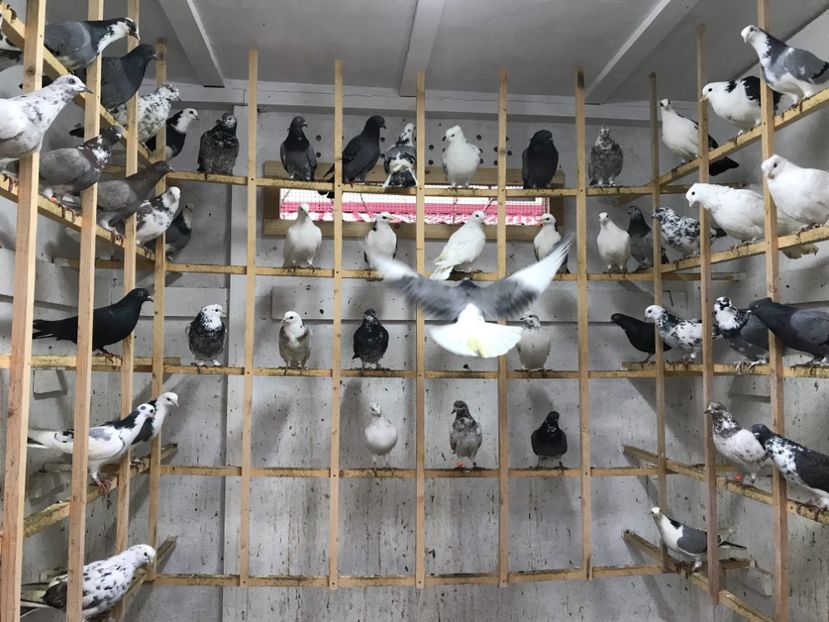 0AA7F0E9-E31E-43EB-96A6-FB73F3889138 - Lot de zbor