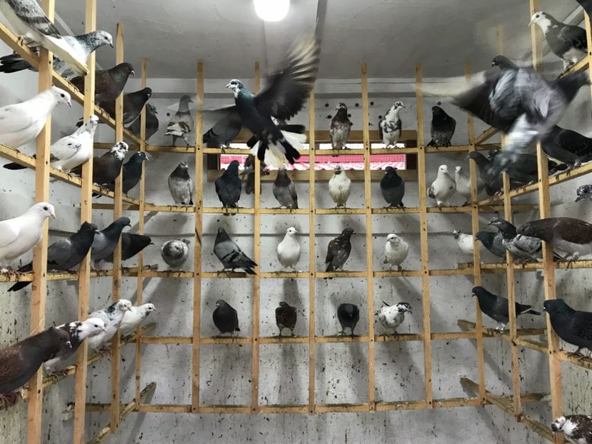 900ED6E2-5E2D-47EC-916C-044DEE4F96EB - Lot de zbor