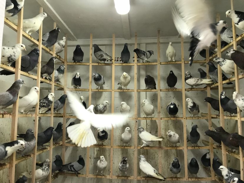 9E23D56E-72E6-4F95-8B42-846E4381A84C - Lot de zbor