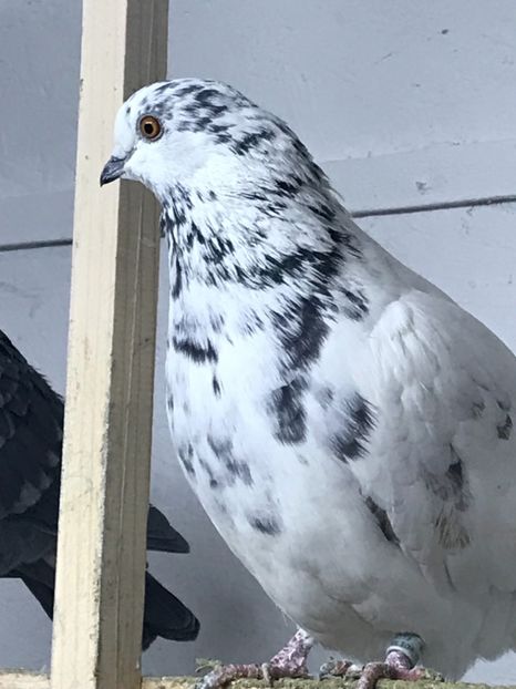 E98B7AE3-F83A-4111-8690-D27329F0EA0E - Lot de zbor