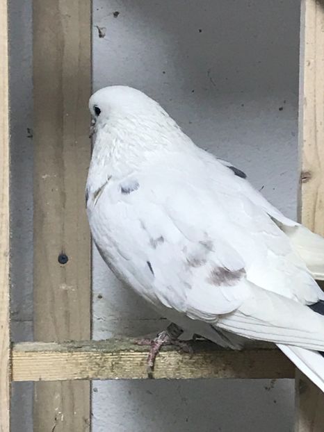 8D2CC500-2263-4D96-871D-422187D10B2F - Lot de zbor