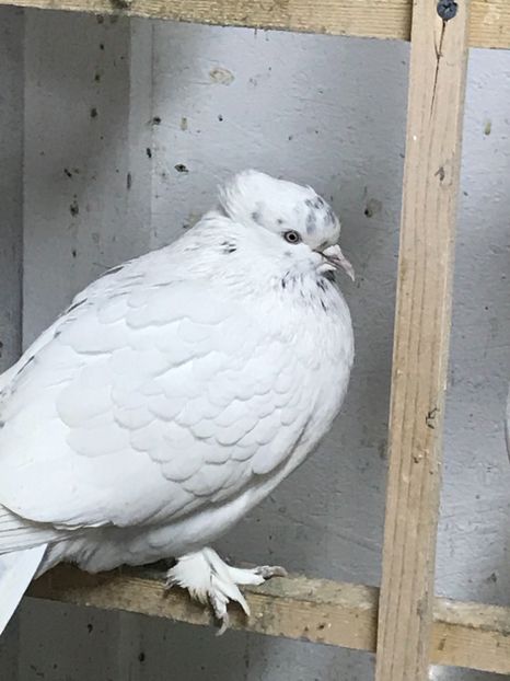 45CAF632-0AC2-452D-8A02-FE36F3135BF6 - Lot de zbor