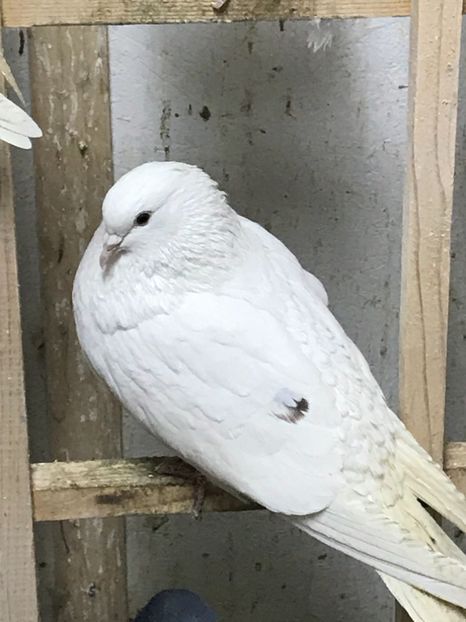 AE87FFA9-AEF3-4E2E-8158-3ADE2990AE01 - Lot de zbor