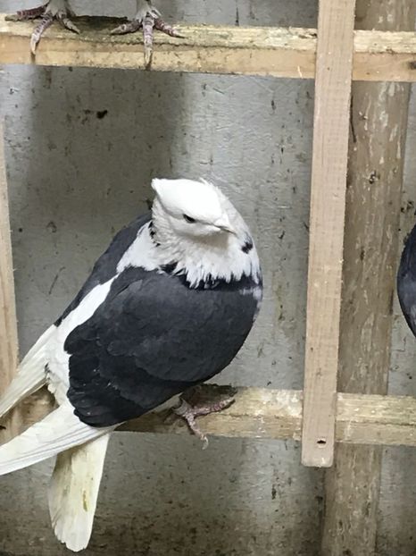 507E1419-1078-4482-8862-295F36390260 - Lot de zbor