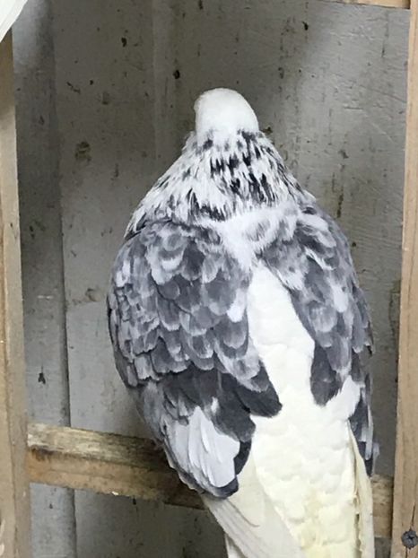 E3777B7F-72AC-4AF7-ABB9-13FC8380C122 - Lot de zbor