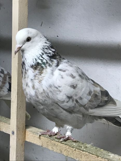 152986FC-8C33-4E93-9606-EBED60E84505 - Lot de zbor