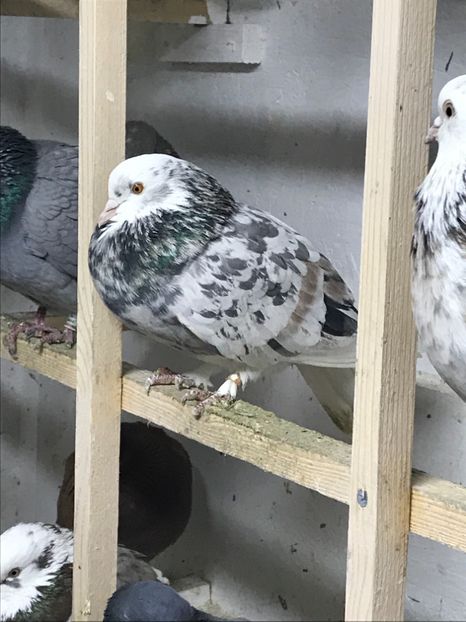 7D30C73F-10C0-468D-9AFC-BE1B1A483F79 - Lot de zbor