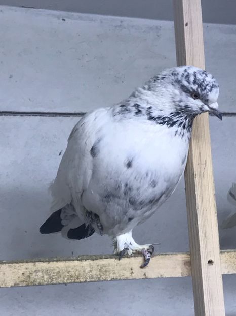 B7135153-2FAF-465C-A220-C5194D953FC1 - Lot de zbor