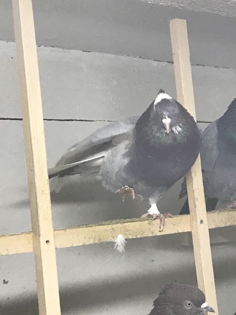 77AB6940-5416-4836-8169-55DC8EF16688 - Lot de zbor