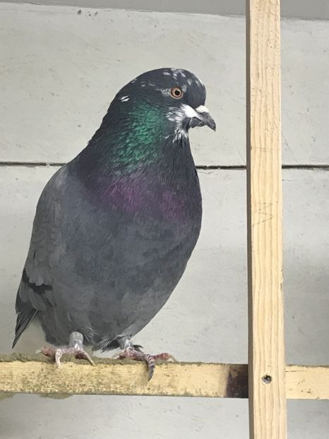 12CC4551-291E-4E02-A250-3A2A78C03F70 - Lot de zbor