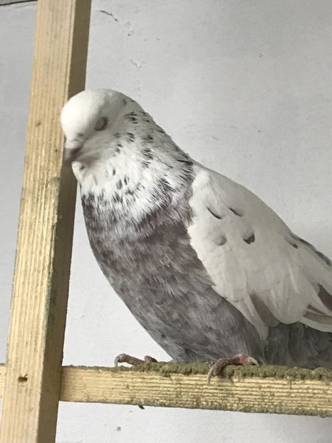 3A6D4510-B449-44C4-A8F3-7AA85D7B4D53 - Lot de zbor