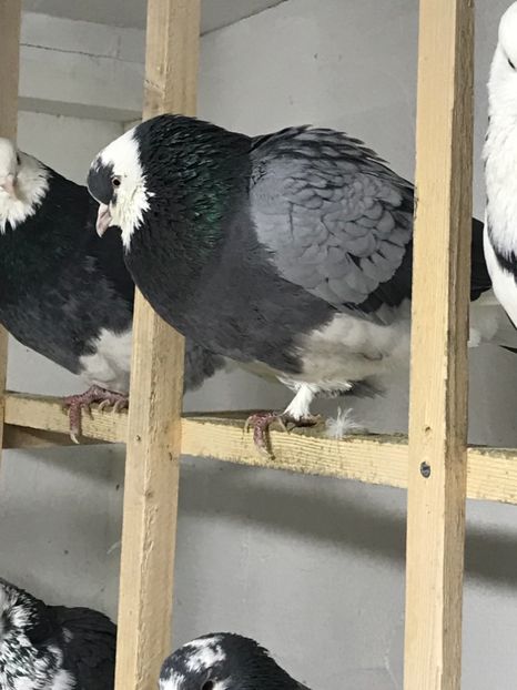 F22E7483-9D28-4464-8940-9704B45D9DC5 - Lot de zbor