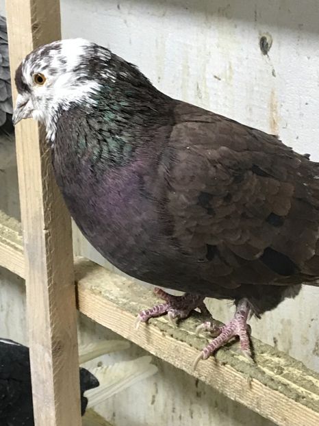 A83FBF23-7101-4405-B10C-CF97DBC09669 - Lot de zbor