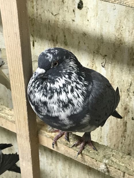 2DCD3E70-1CE1-4A98-A447-69361A81190F - Lot de zbor