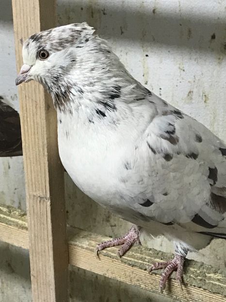 7DACE51E-0459-4179-BF69-917106AF46F4 - Lot de zbor