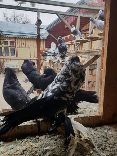 received_384555259019819 - GUSATI POMERANIA PESTRITI