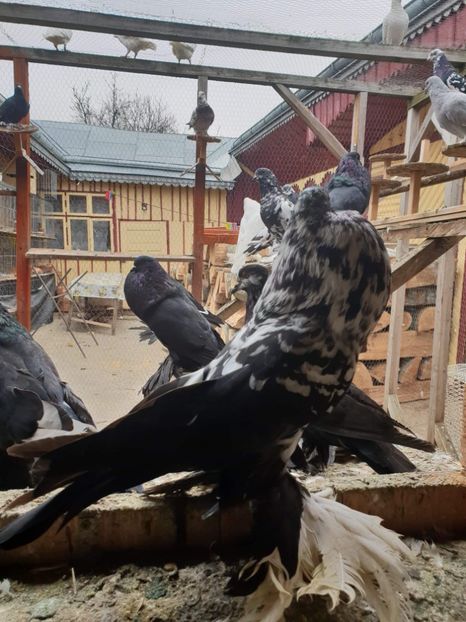 received_755765024799907 - GUSATI POMERANIA PESTRITI