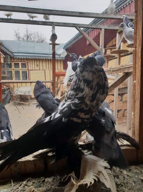 received_216158959339612 - GUSATI POMERANIA PESTRITI