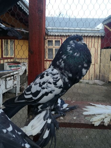  - GUSATI POMERANIA PESTRITI