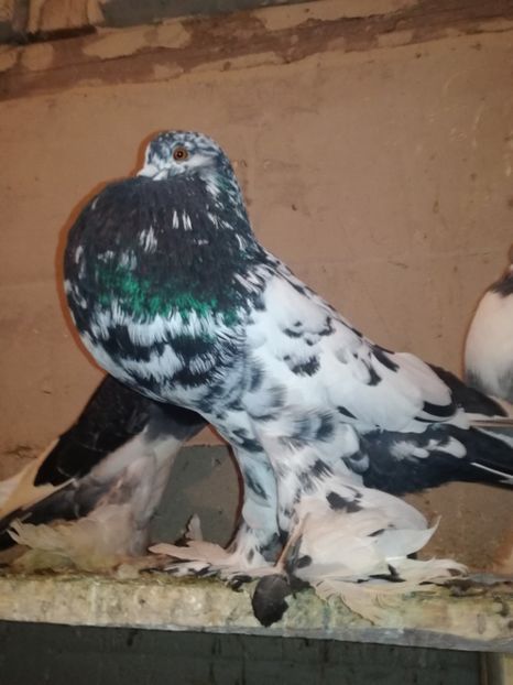  - GUSATI POMERANIA PESTRITI