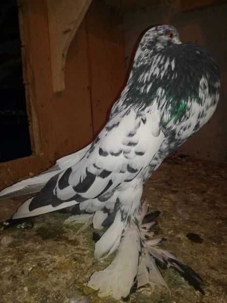  - GUSATI POMERANIA PESTRITI