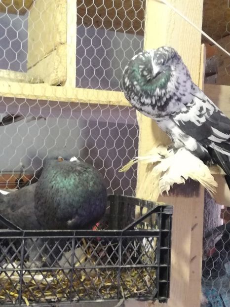  - GUSATI POMERANIA PESTRITI