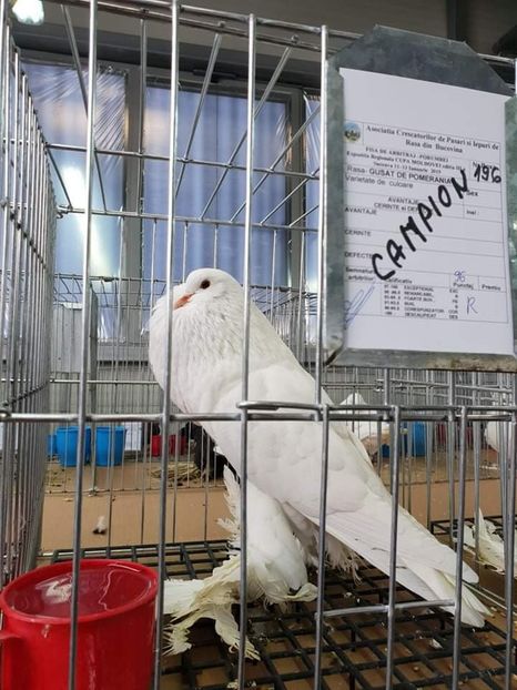 received_250600248994305 - EXPO JUDETEANA 2019