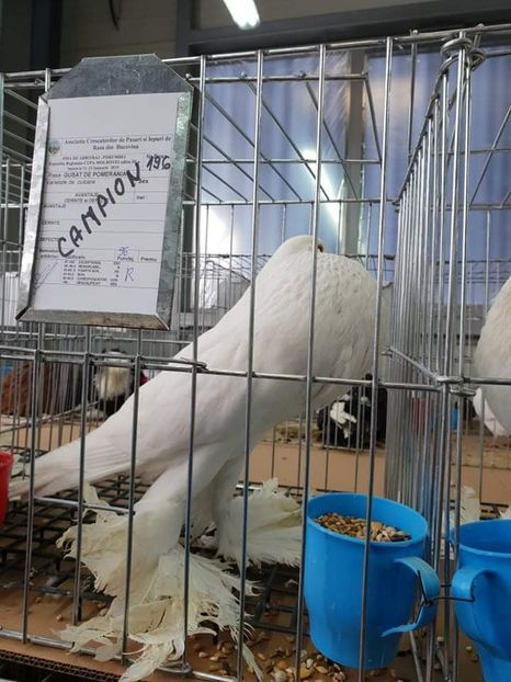 received_246822902924241 - EXPO JUDETEANA 2019