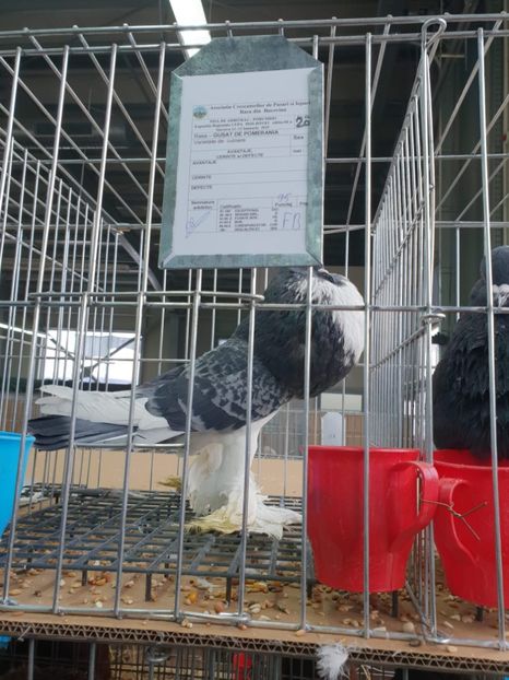 received_1111935555597857 - EXPO JUDETEANA 2019