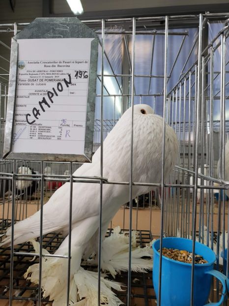 received_1915158461937142 - EXPO JUDETEANA 2019