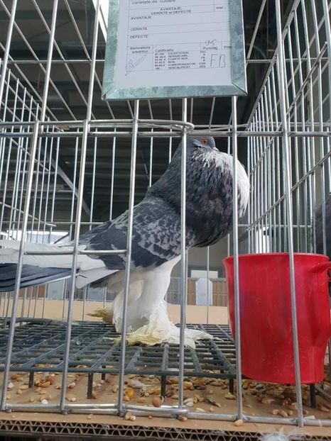 received_959753424230680 - EXPO JUDETEANA 2019