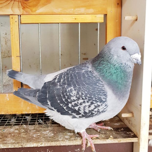 7 M 2018 Cocos - Pui 2018