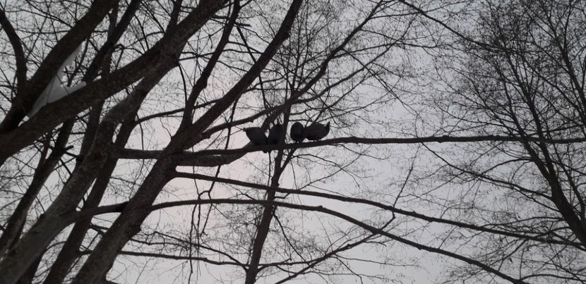 La inalțime - 01 - Matca 2019