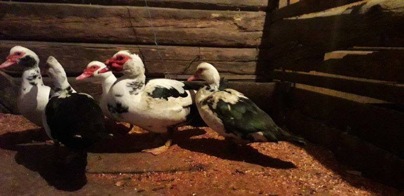  - 02 - Matca pentru 2019