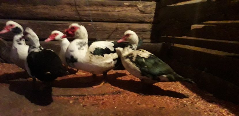  - 02 - Matca pentru 2019