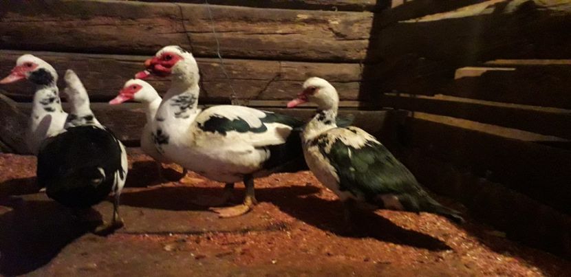 Themis, Frigg, Freya, Atena si Zeus - 02 - Matca pentru 2019