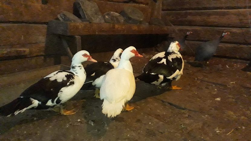 Freya, Frigg, Atena si Zeus - 02 - Matca pentru 2019