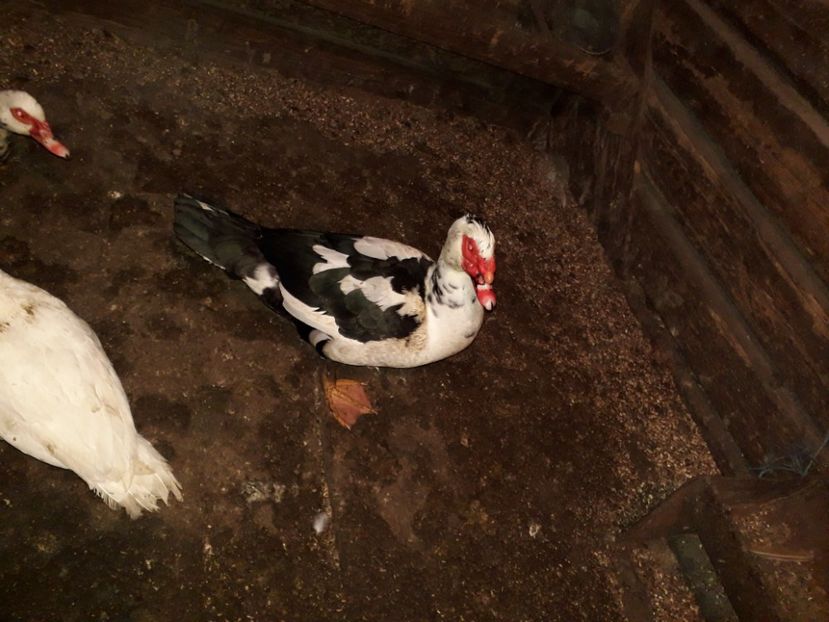 Zeus - 02 - Matca pentru 2019