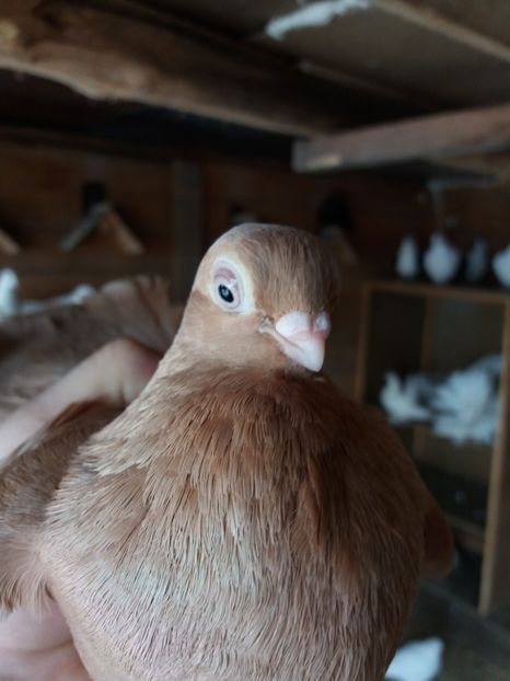  - femele ardeleni 2019