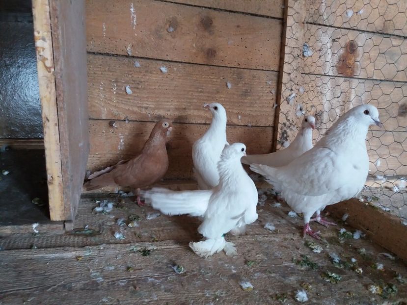  - femele ardeleni 2019