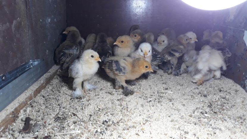  - Sectiunea 1A-Gaini mii de flori -oua si puisori!