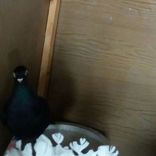  - femele ardeleni 2019