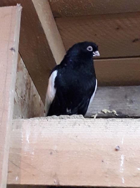  - Baltatii romanesti