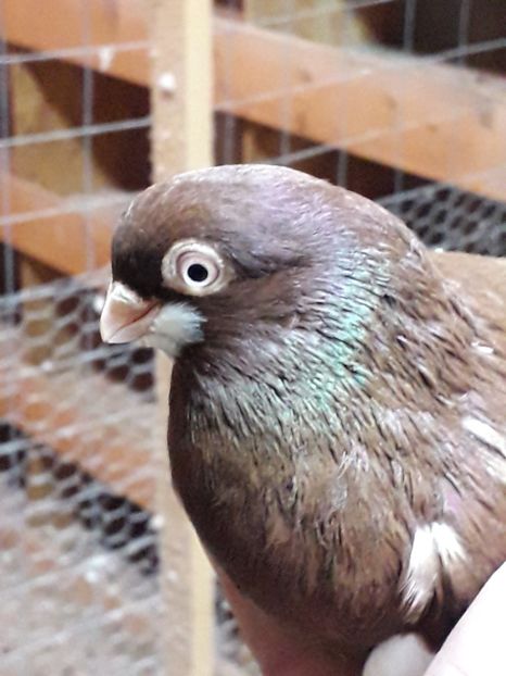  - Baltatii romanesti