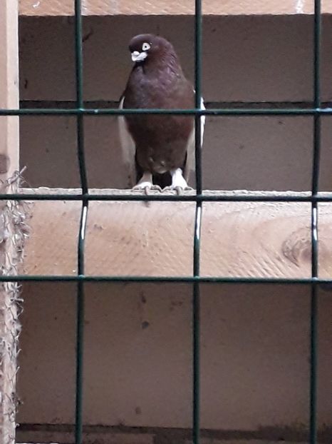  - Baltatii romanesti