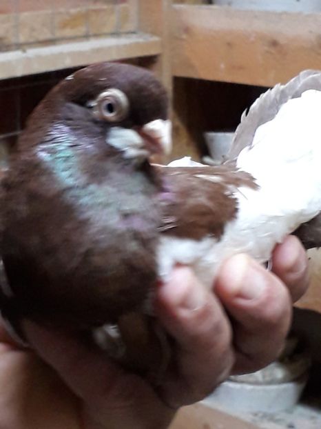  - Baltatii romanesti