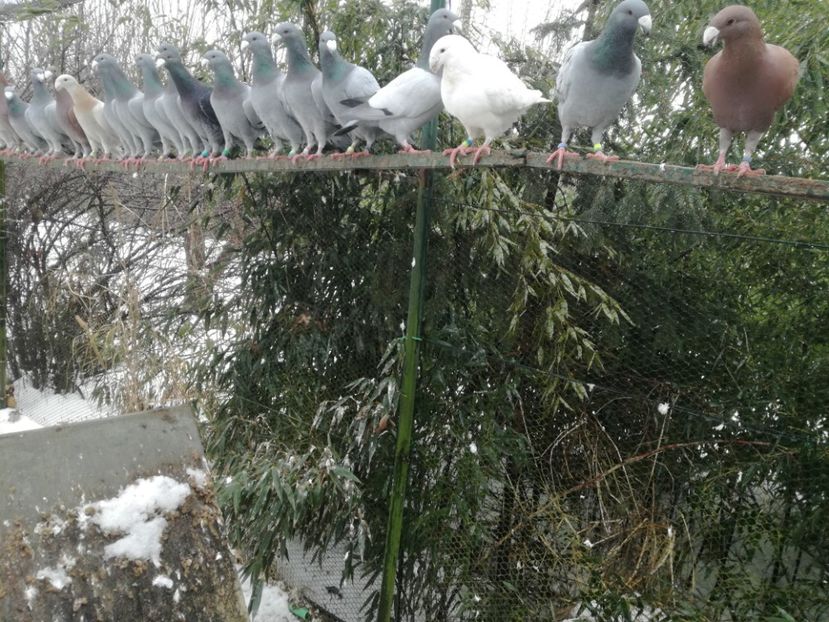  - Matca 2019 o parte